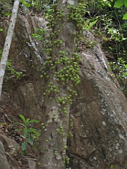 CairnsTC222 Crystal Cascades